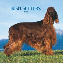 Irish Setters 2008 Square Wall Calendar