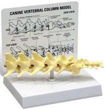 Canine Lumbar Vertebral Column