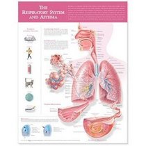 The Respiratory System and Asthma Anatomical Chart