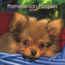 Pomeranian Puppies 2008 Mini Wall Calendar (German, French, Spanish and English Edition)