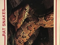 Rat Snakes (Snake Discovery Library)