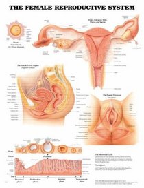 The Female Reproductive System 3D Raised Relief Chart