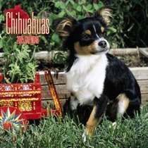 Chihuahuas 2005 Mini Wall Calendar