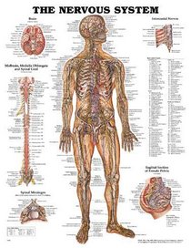 The Nervous System Anatomical Chart