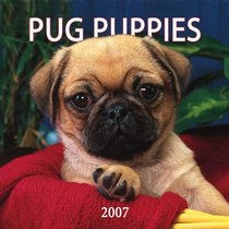 Pug Puppies 2007 Mini Calendar