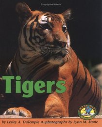 Tigers (Early Bird Nature Books)
