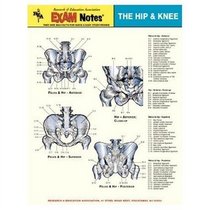 Hip & Knee Anatomy EXAM Notes