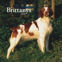 Brittanys 2008 Square Wall Calendar (German, French, Spanish and English Edition)