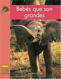 Bebes que son grandes (Yellow Umbrella Books (Spanish))