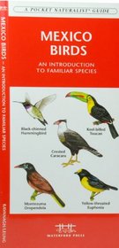 Mexico Birds: An Introduction to Over 140 Familiar Species (International Nature Guides)