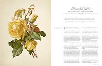 The Rose: The History of the World?s Favourite Flower in 40 Captivating Roses with Classic Texts and Rare Beautiful Prints