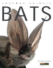 Amazing Animals: Bats
