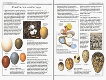 Birds' Eggs (Eyewitness Handbooks S.)