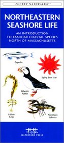 Northeastern Seashore Life: Labrador to Massachusetts
