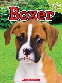 Boxer (Top Dogs)