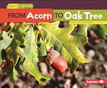 From Acorn to Oak Tree (Start to Finish)