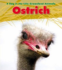 Ostrich (Day in the Life: Grassland Animals)
