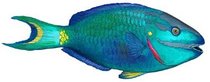 Parrotfish (Pebble Plus)