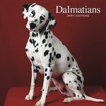 Dalmatians 2008 Square Wall Calendar