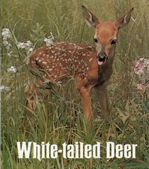 White-tailed deer (Ranger Rick's best friends)