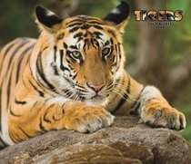Tigers 2008 Deluxe Wall Calendar (Multilingual Edition)