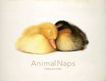 Animal Naps