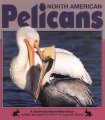 North American Pelicans (Nature Watch)