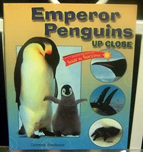 Emperor Penguins Up Close