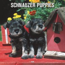 Schnauzer Puppies 2008 Square Wall Calendar (German, French, Spanish and English Edition)
