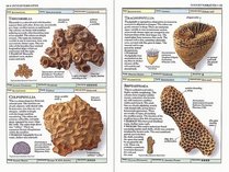 Fossils (Eyewitness Handbooks)