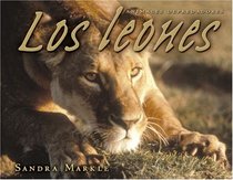 Los Leones/lions (Animales Depredadores/Animal Predators)