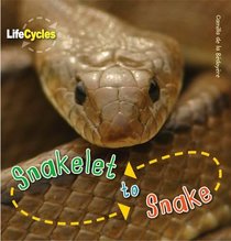 Snakelet to Snake (Life Cycles)