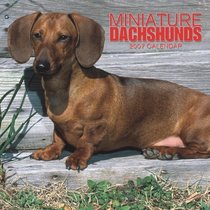 Miniature Dachshunds 2007 Calendar