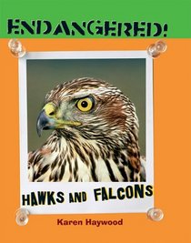 Hawks and Falcons (Endangered!)