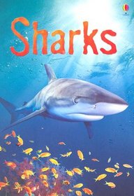 Sharks (Usborne Beginners)