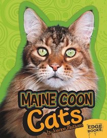 Maine Coon Cats (Edge Books: All about Cats)