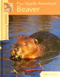 Returning Wildlife: The North American Beaver