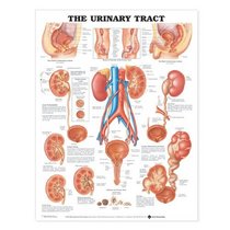 The Urinary Tract Anatomical Chart