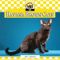 Havana Brown Cats (Cats Set 6)