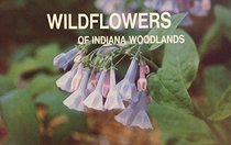 Wildflowers of Indiana woodlands