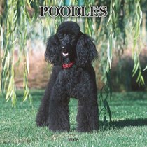 Poodles 2008 Square Wall Calendar (German, French, Spanish and English Edition)