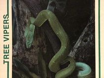 Tree Vipers (The Snake Discovery Library)
