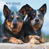 Blue Heelers 2007 Calendar