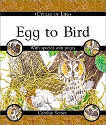 Egg to Bird (Cycles of Life)