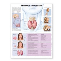 Thyroid Disorders Anatomical Chart