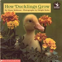 How Ducklings Grow (Read With Me)