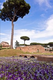 Umbrella Pine Trees on Palatine Hill, Rome, Italy Journal: 150 page lined notebook/diary
