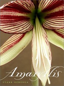 Amaryllis