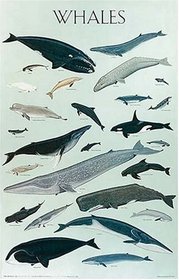 Whales Poster (Posters)