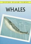 Whales: Flash Cards